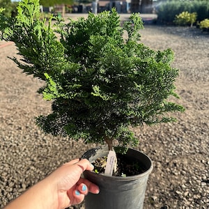 Hinoki Cypress Bonsai Tree - Etsy