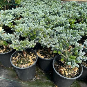 Abies k 'Ice Breaker'- Stunning Blue Color- Grown in #1 Container- Evergreen