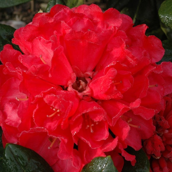 Rhododendron Bruce Briggs - Great Red Bloom - Hardy to 0 F degrees - Grows to compact Three Feet - #1 Container Size Plant
