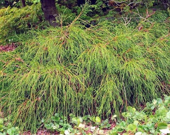 Thuja p &#39;Whipcord&#39; #2 ZONE 5-8 Western Red Cedar