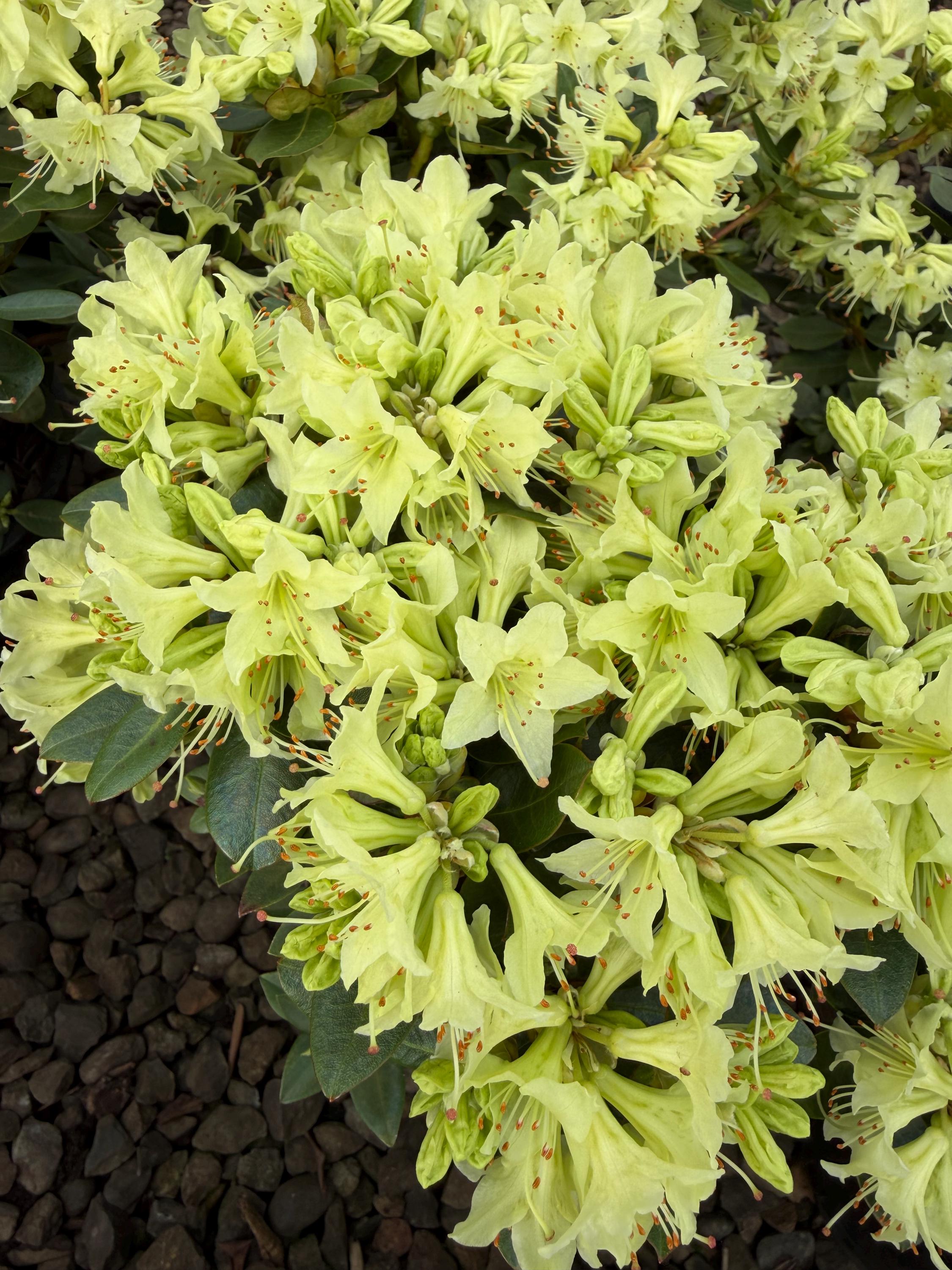 Rhododendron 'shamrock'  Dwarf Yellow-green Blooms | Early Spring  Flowering | Compact Evergreen Shrub- #1 Container - Etsy