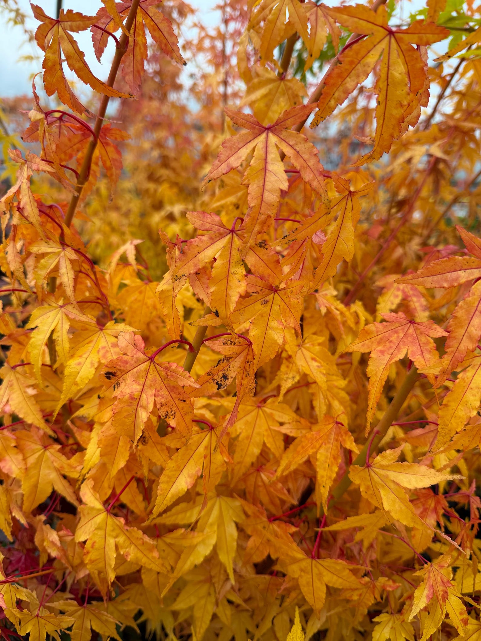 Wildfire Maple Acer Palmatum 'wildfire' | Rare Coral Bark Japanese Maple | Four-season ...