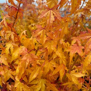 May include: Close-up of a Japanese maple tree with vibrant autumn foliage. The leaves are a mix of yellow, orange, and red, with prominent veins. The branches are visible, creating a textured and colorful display of nature.