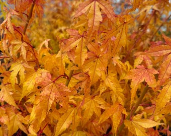 May include: Close-up of a Japanese maple tree with vibrant autumn foliage. The leaves are a mix of yellow, orange, and red, with prominent veins. The branches are visible, creating a textured and colorful display of nature.
