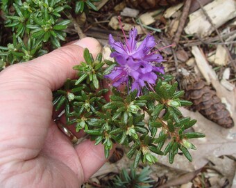 mini rhododendron winterhart Rhododendron 'Catawbiense Grandiflorum' kaufen  Mein schner Garten Shop