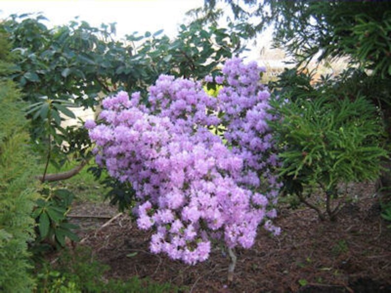 Rhododendron PJM - Lilac Purple Blooms - Will Grow to Five Feet - Hardy ...