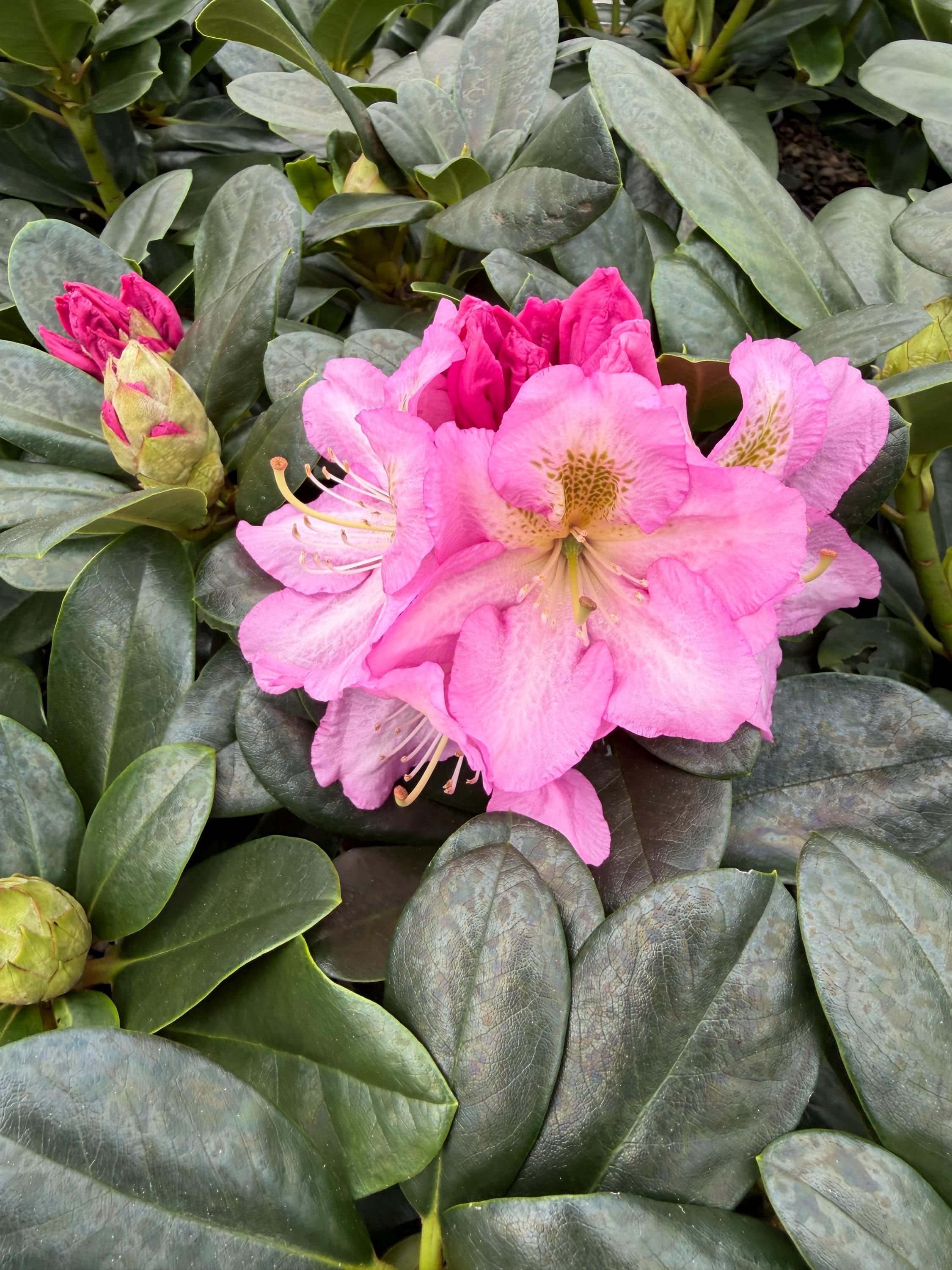 Rhododendron Scintillation - Bright Pink Blooms, Dark Green Foliage - 1  Gallon Plant - Cold Hardy to -10 - Etsy