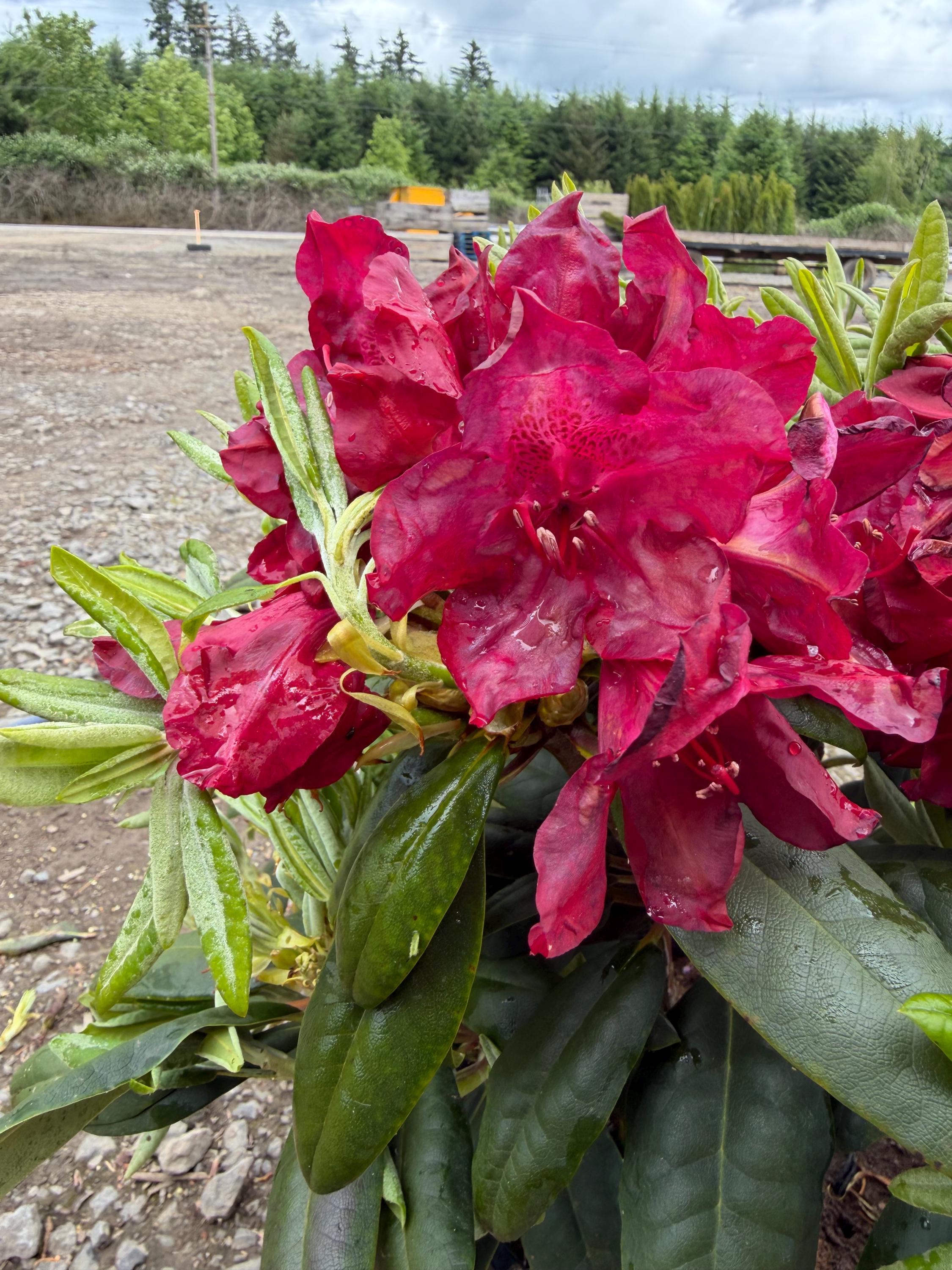 Rhododendron Francesca - True Red Bloom - Will Grow to Four Feet - 15 ...