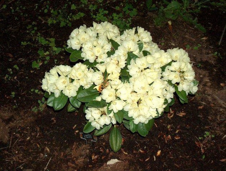 Rhododendron Lemon Dream - Thumbnail 3