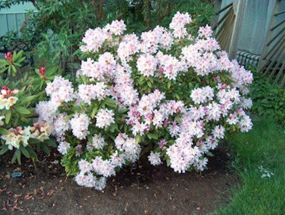 taxus baccata hornbach Eibe (140 - 160 cm) Taxus baccata als starke Ballenware