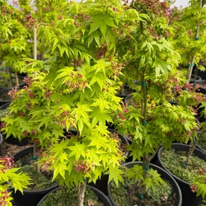 May include: Several young Japanese maple trees in black pots. The trees have bright green leaves and small red flowers. The trees are in a greenhouse setting, with a white ceiling and other plants in the background.