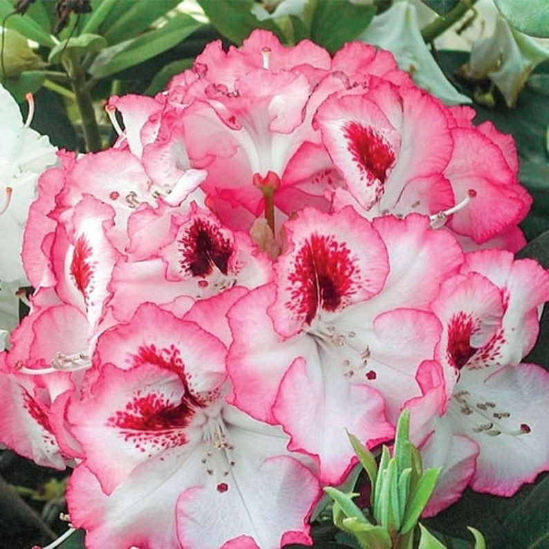 Rhododendron Cherry Cheesecake White BloomsRimmed in Red Etsy