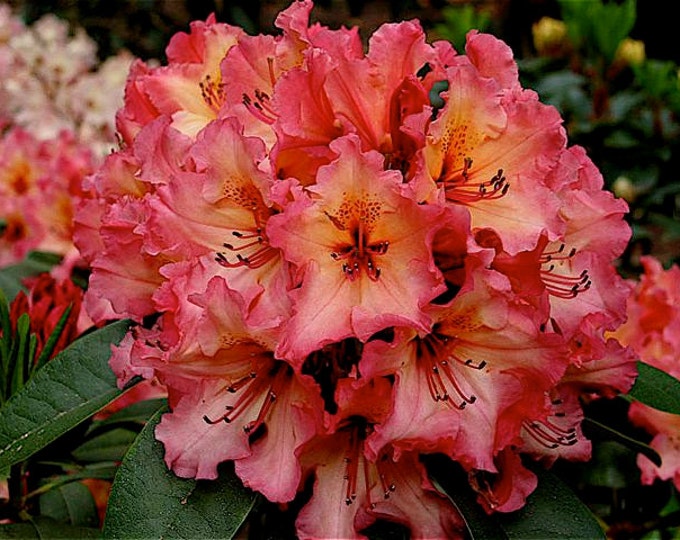Rhododendron Fire Rim - Orange Blooms - Hardy to 5 F Degrees - Will ...