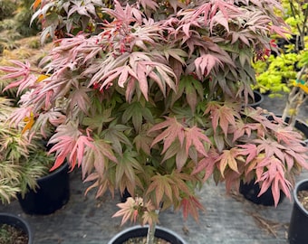 May include: A Japanese maple tree in a black pot. The tree has green and red leaves. The leaves are shaped like hands. The tree is in a nursery setting with other trees in the background.