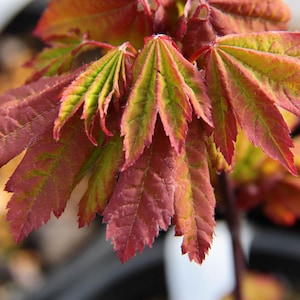 May include: Close-up of vibrant red and green Japanese maple leaves. The leaves display a striking color gradient, transitioning from deep red to bright green and yellow. The image highlights the intricate leaf structure and the plant's overall beauty.