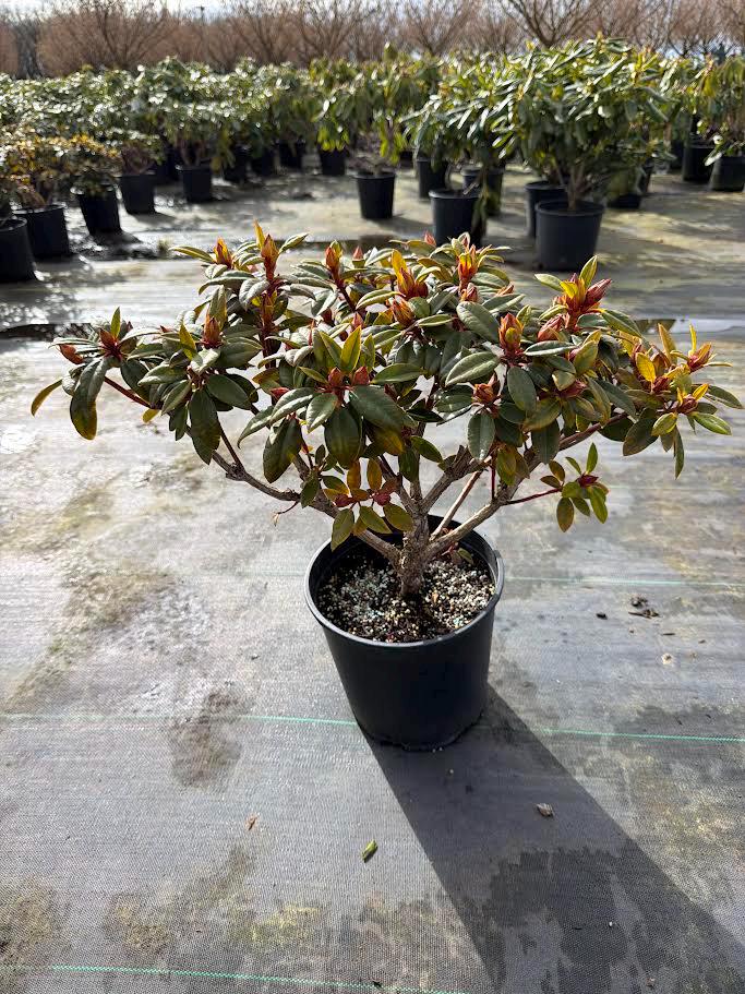 rhododendron synergon nr. 89 Martin 241