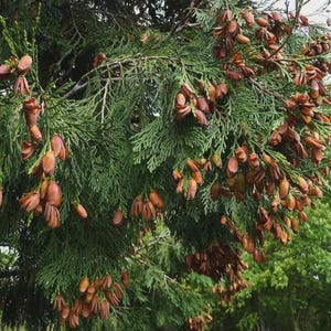 Incense Cedar Tree (Calocedrus decurrens) | Aromatic Evergreen Conifer | Native Oregon Cedar | Hardy Zone 5 Live Plant | #2 Container Size