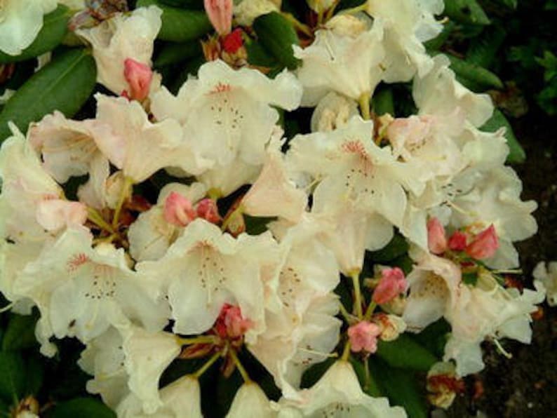 Rhododendron Mrs. Betty Robinson - Stunning Yellow and Red Blooms ...