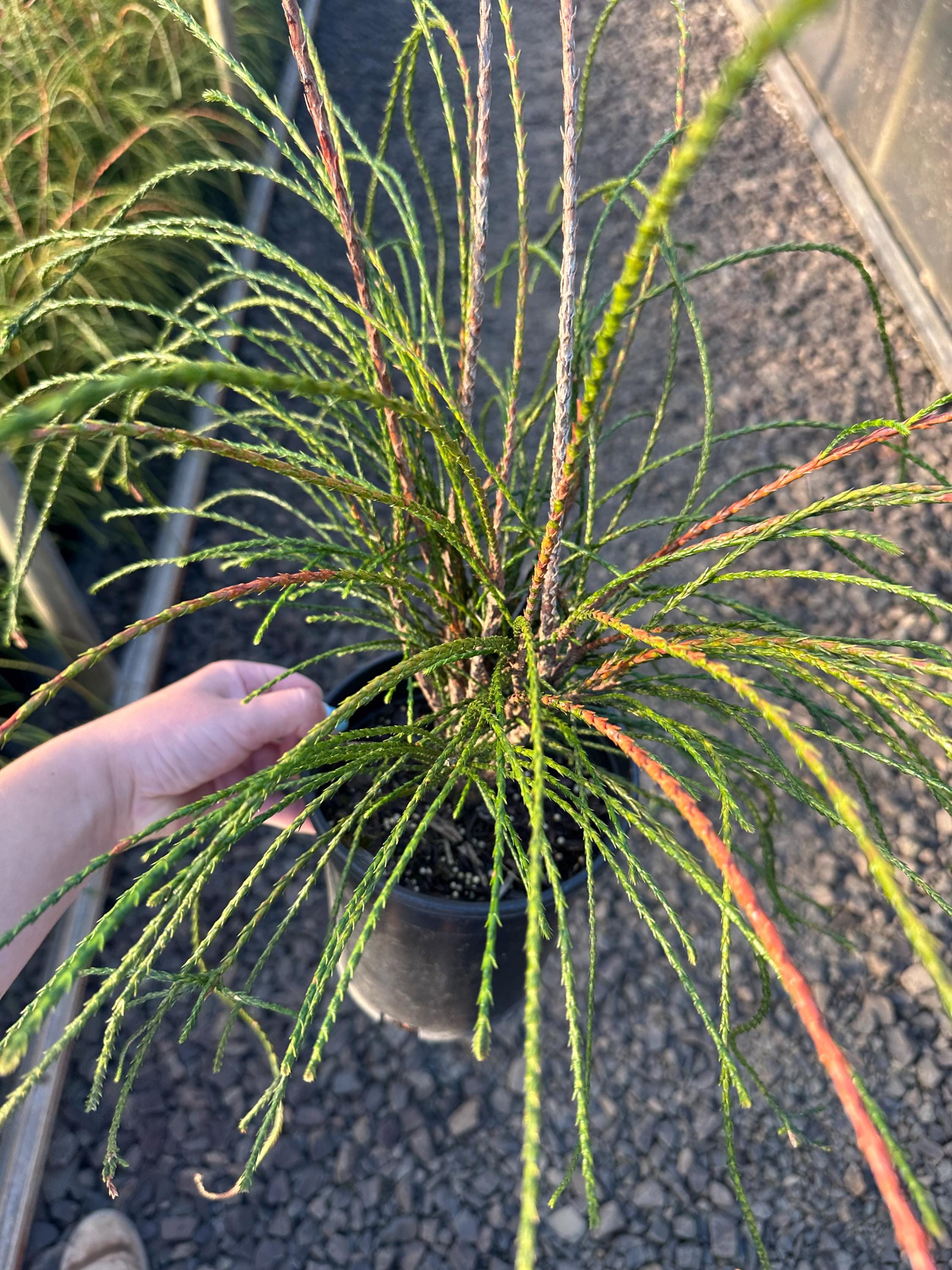 Thuja 'whipcord' Western Red Cedar- #1 Container Size- Zones 5-8