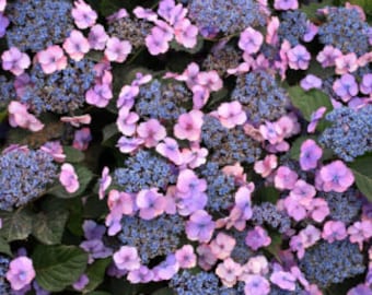 Hydrangea s ‘Tuff Stuff’ #3