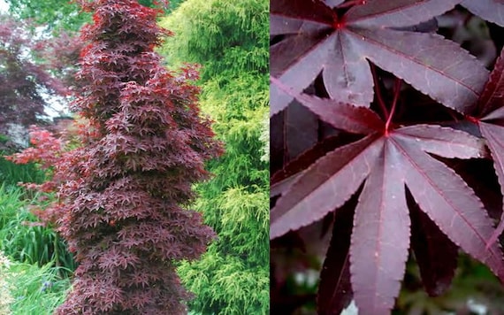 その他 red tree Acer palmatum Twombly's Red Sentinel Columnar Japanese Maple