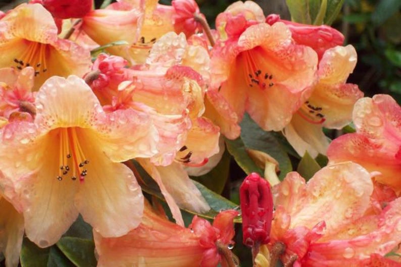 Yellow and Orange #3 Container Size Plant Rhododendron Bergie Larson Hardy to 10 F Will Grow to Three Feet