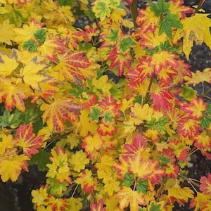 May include: Close-up of a plant with vibrant yellow, red, and green leaves. The leaves have a maple-like shape and display a mix of colors, creating a striking visual contrast. The plant appears healthy and well-lit.