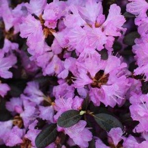 Rhododendron PJM Regal - Small Light Purple Blooms - Will Grow to Five ...