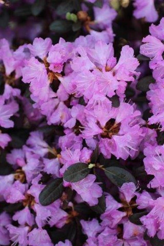 Rhododendron PJM Regal - Small Light Purple Blooms - Will Grow to Five Feet  - #3 Container Size Plant - Hardy to -25 F - Etsy