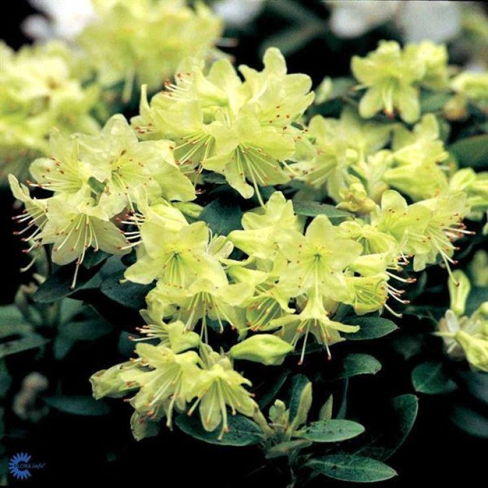 Rhododendron 'shamrock' – Dwarf Yellow-green Blooms | Early Spring ...