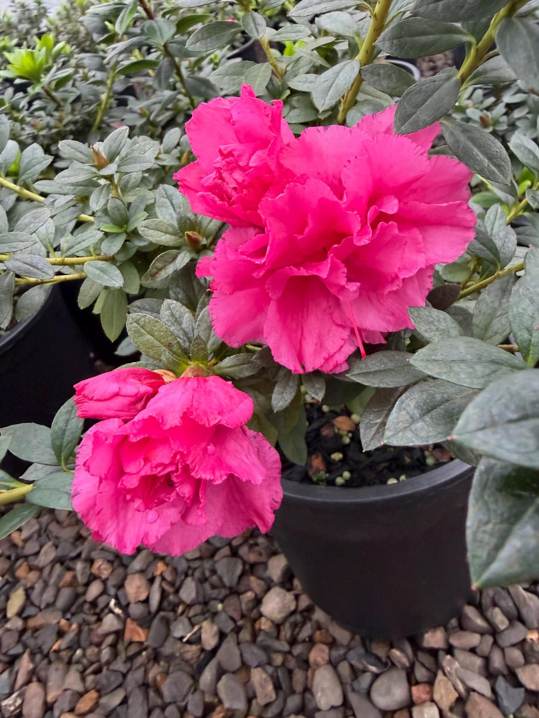 Azalea Raspberry Ripple Azalea ‘ripples’ – Evergreen Mounding Azalea With Ruffled Pink Blooms ...