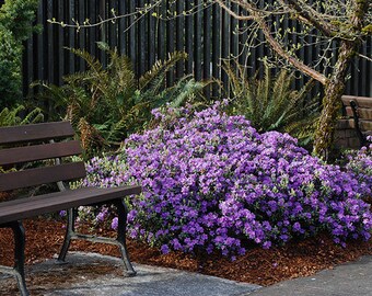 Rhododendron Ramapo - Hundreds of Small Purple  Blooms  - Hardy to -25 F - Two Gallon Container