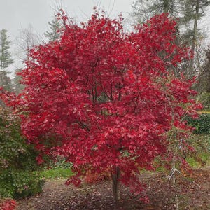 May include: A vibrant red Japanese maple tree in a garden setting. The tree's leaves are a deep crimson, creating a striking contrast against the muted background. The tree is surrounded by brown mulch and other greenery.