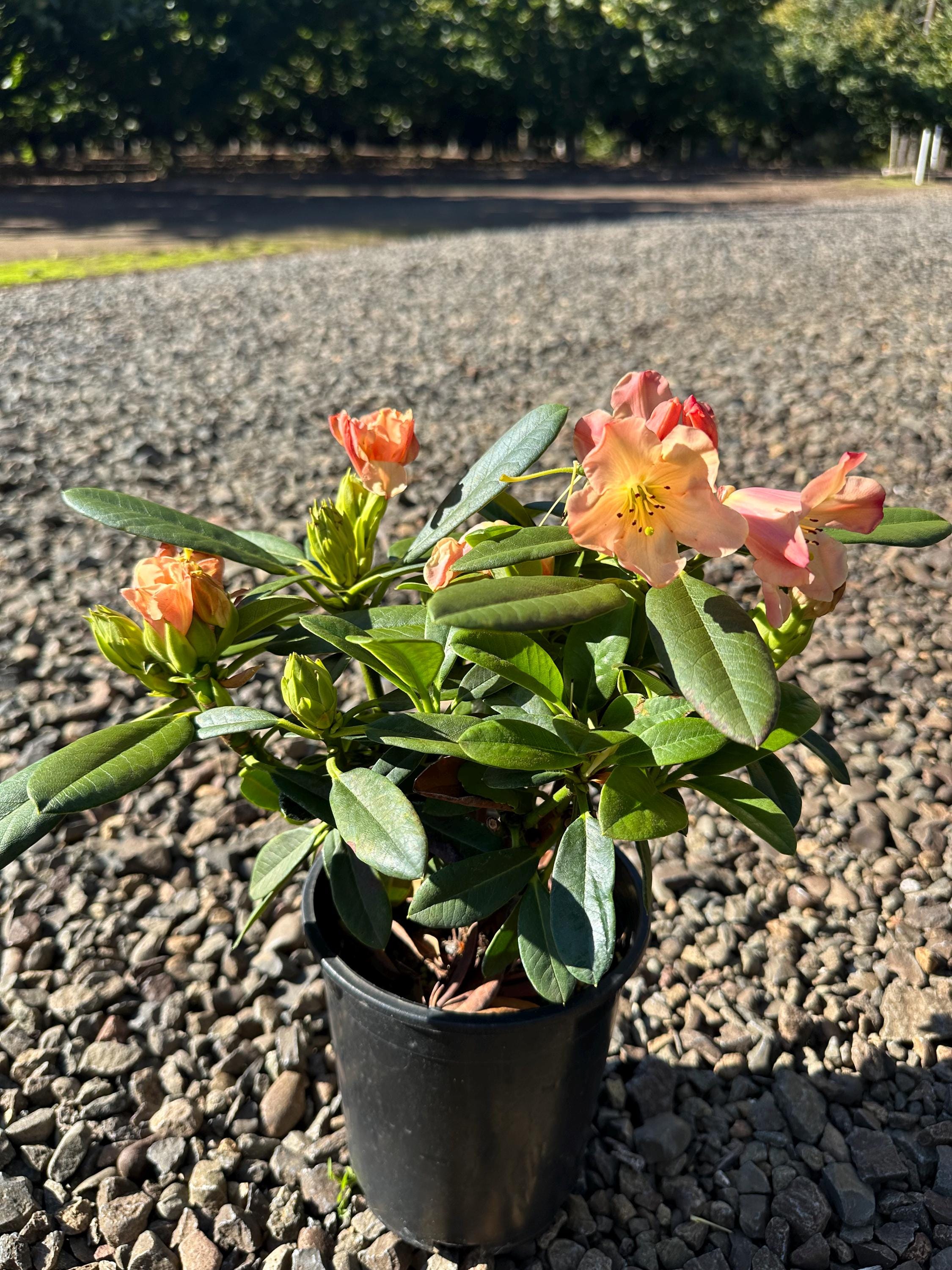 images rhododendron Rhododendron | Black Hat