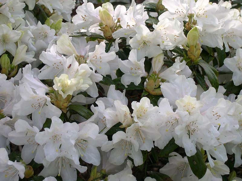 rhododendron spritzmittel Rhododendron Essential Oil main image 1