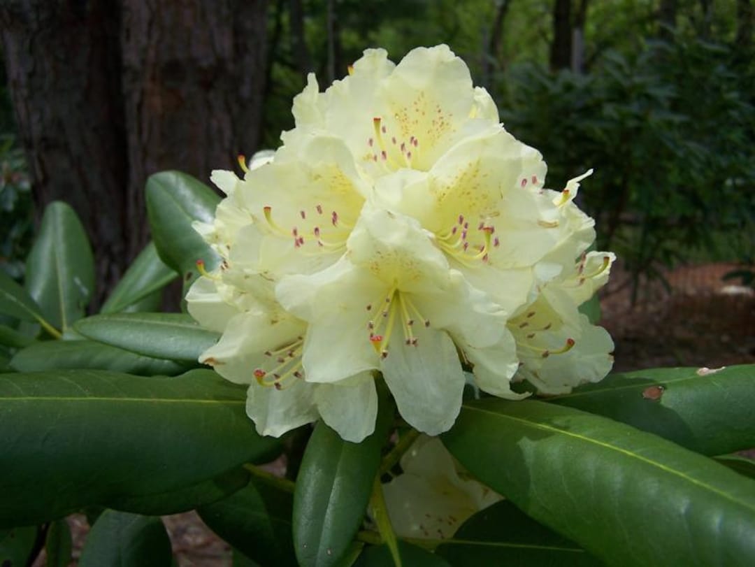 Capristano Rhododendron Rhododendron Capistrano - Yellow Blooms - Will Grow to Four Feet - #2 ...