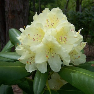 Rhododendron Capistrano - Yellow Blooms - Will Grow to Four Feet  -  #2 Container Size Plant - Hardy to -15