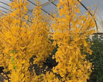 Ginkgo biloba &#39;Grindstone&#39; Columnar Ginkgo Tree- Rare Variety of Ginkgo- 6&quot; Container Size