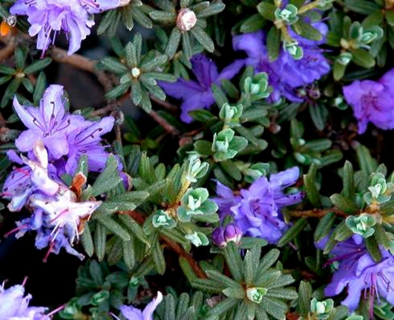 Rhododendron 'Impeditum' Small Purple Bloom on a Very Compact Plant Will Grow to 1.5 feet tall, Hardy to 0 F 1 Container Size image 1