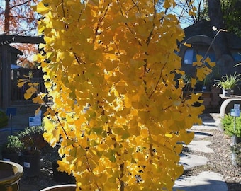 Ginkgo biloba 'Green Pagoda' Dwarf Compact Upright Male Ginkgo Tree- 6" Container Size