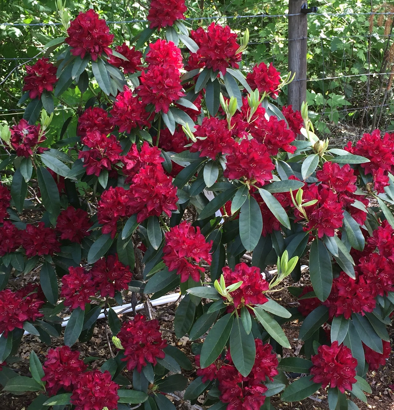 Red rhododendron deals