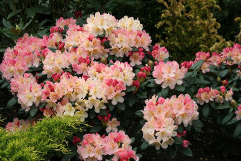 Rhododendron Percy Wiseman Hardy to -5 F degrees Creamy White Blooms with Pink Buds Grows to 3 feet Five Gallon Size