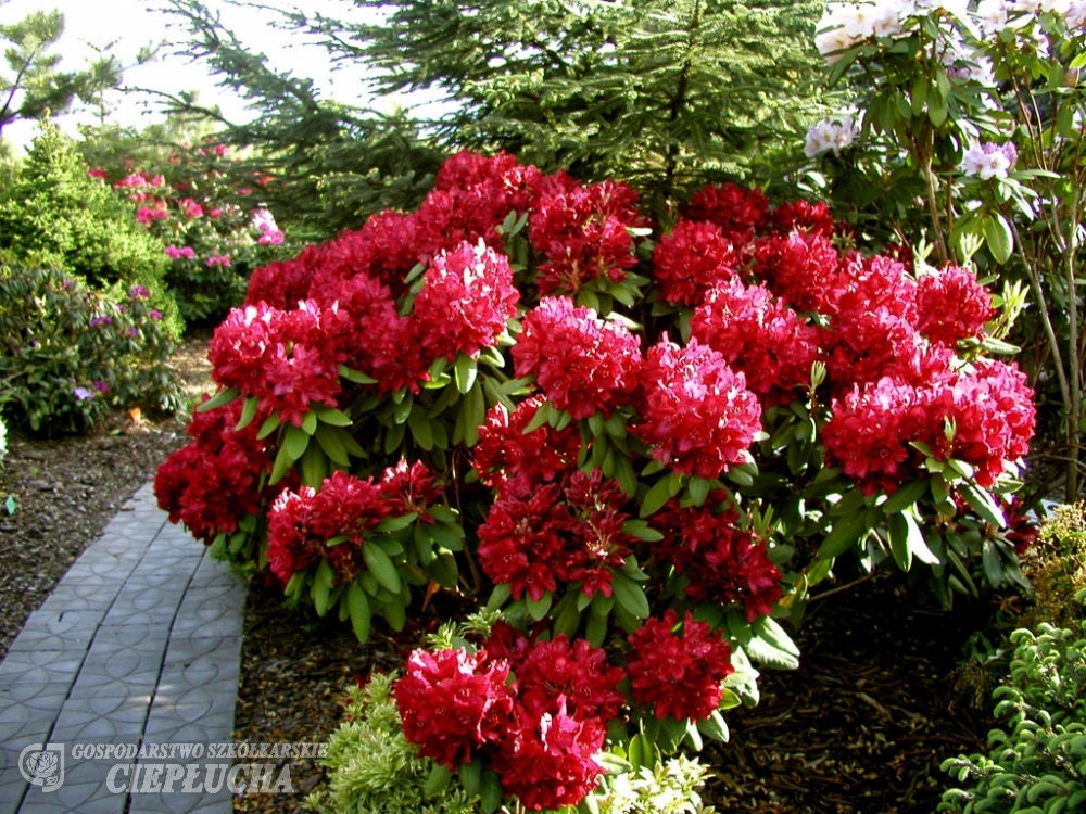 Rhododendron Francesca - True Red Bloom - Will Grow to Four Feet - 15"-18" head Size Field Grown Plant - Hardy to -10 F