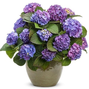 May include: A potted plant with blue and purple hydrangea flowers. The plant is in a brown ceramic pot.