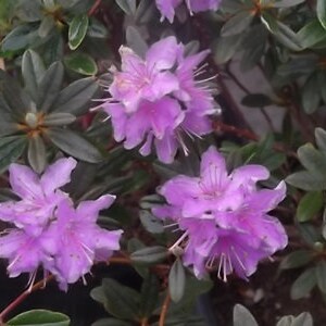 Rhododendron 'Impeditum' Small Purple Bloom on a Very Compact Plant Will Grow to 1.5 feet tall, Hardy to 0 F 1 Container Size image 2