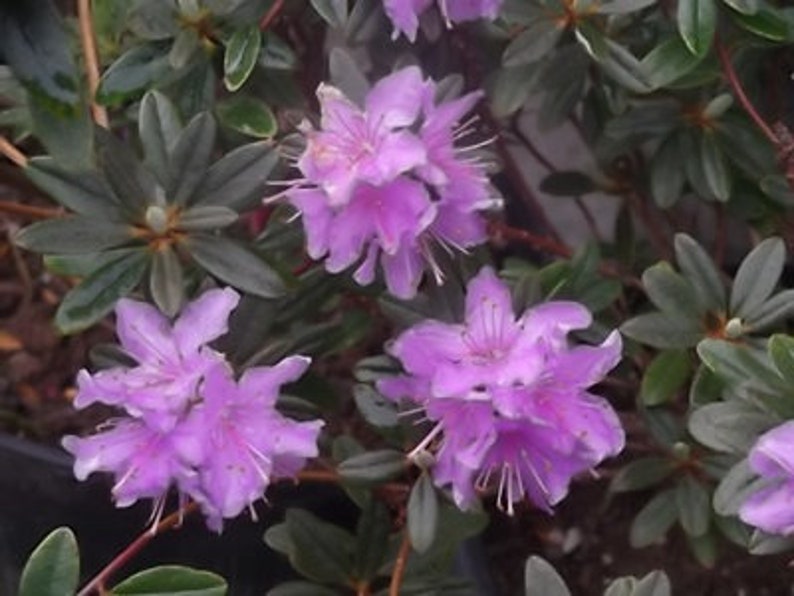 Rhododendron 'Impeditum' Small Purple Bloom on a Very Compact Plant Will Grow to 1.5 feet tall, Hardy to 0 F 1 Container Size image 2