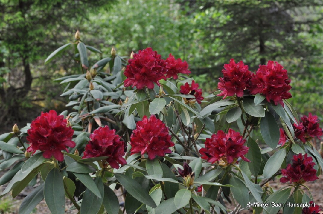 Rhododendron Henry’s Red - Deep Red Blooms - Hardy to -25 F Degrees ...