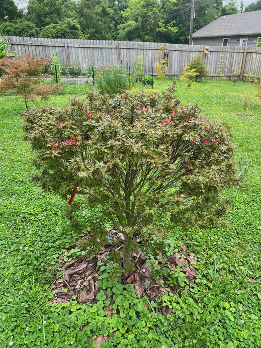Acer Palmatum 'kuro Hime' Rare Kuro Hime Dwarf Princess Japanese