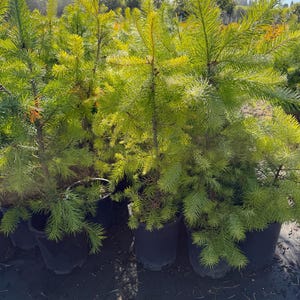 May include: Several young evergreen conifer trees with vibrant light green needles planted in black plastic nursery pots. The trees feature dense, needle-like foliage and a central vertical trunk, arranged in a row on a dark ground surface.