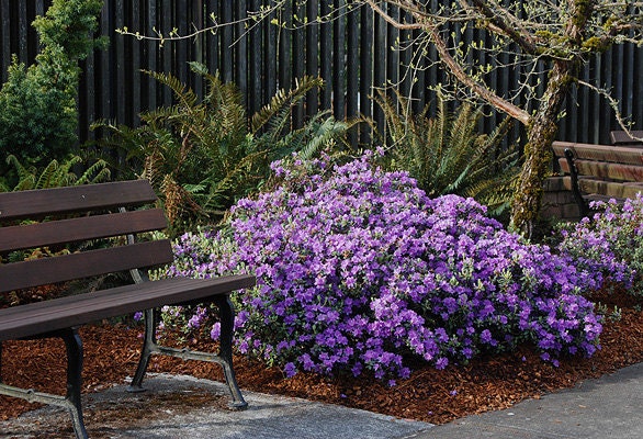 Rhododendron Ramapo - Hundreds of Small Purple Blooms - Will Grow